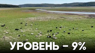 На дне водохранилища близ Стамбула теперь пасётся скот