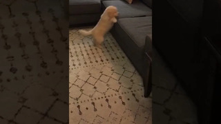 Cute Puppy Can’t Jump on Couch #shorts