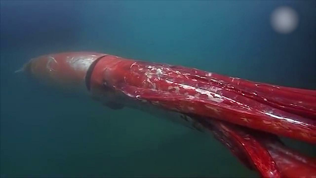 КАШАЛОТ – Самый Большой Хищник Океана