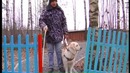 Галилео. Собака-поводырь | Guide-dog