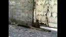 Обезьянка крадёт курицу
