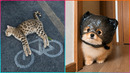 The Funniest Animal Videos Ever