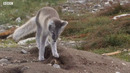 Saving the Arctic Fox | BBC Earth Witness | BBC Earth