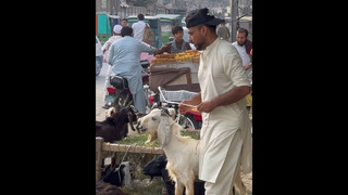 Wait for the goat owner#funny #comedy #shortvideo #shorts
