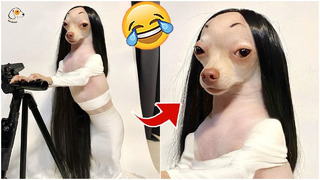 OMG You Will Not Believe These Funny Dog Videos! @All Dogs