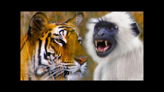 Monkeys Sound Alarm of Nearby Tiger | Life | BBC Earth