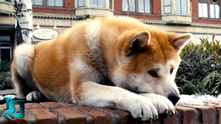 10 Самых Преданных Собак в Мире