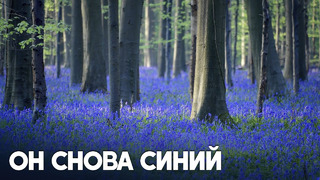 Миллионы колокольчиков добавили волшебства «Синему лесу» в Бельгии