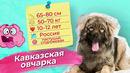 ВОТ ПОЧЕМУ ЭТА СОБАКА В 100 РАЗ ОПАСНЕЕ ВОЛКА