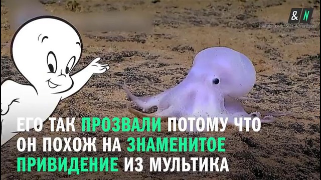 В Тихом океане нашли осьминога-призрака