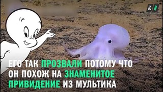 В Тихом океане нашли осьминога-призрака