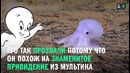В Тихом океане нашли осьминога-призрака