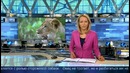 Следить за отарой овец пастуху из Дагестана помогает львица Машка