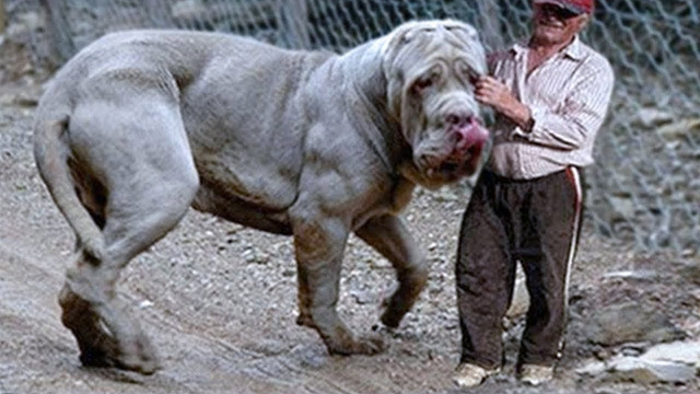 10 самых тяжелых, больших и массивных собак в мире