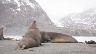 Гигантский тюлень с длинным хоботом и буйным нравом – МОРСКОЙ СЛОН в деле