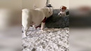 Funny animals – Funny cats / dogs – Funny animal videos 284