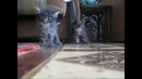 Котячий краш-тест