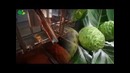Сок нони на руском (Ayurveda)