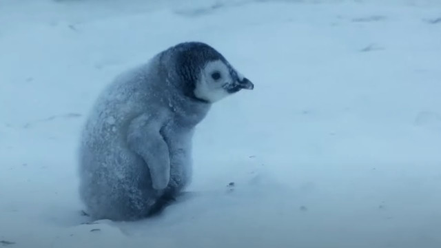Baby Penguin Must Find Mother Before Freezing | Snow Chick: A Penguin’s Tale | BBC Earth