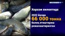 Хоразм вилоятида балиқчиликни ривожлантириш бўйича олиб борилаётган ишлар