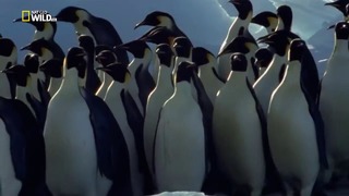 Nat Geo Wild: Дикая Антарктика