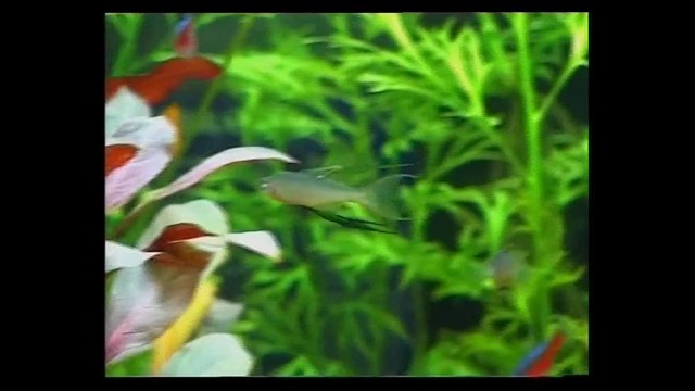 Подводное царство аквариума / Aquatic kingdom (серия 3, часть 1)