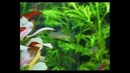 Подводное царство аквариума / Aquatic kingdom (серия 3, часть 1)