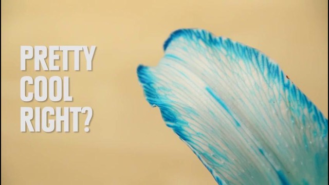 Super Cool Science Experiments You Can Do At Home