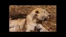 Зебра которая победила Львицу