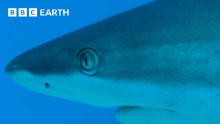 Reef Shark Feeding Frenzy | South Pacific | BBC Earth