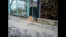 Хочу домой или танцы перед калиткой)