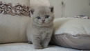 Kot brytyjski liliowy NUMBER ONE British Shorthair Cattery