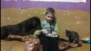 Смешные коты и кошки 2017. приколы с котами и другими животными