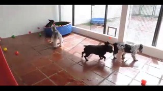 Собаки и мячик