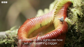 A Poo-Eating Plant!? | The Green Planet | BBC Earth
