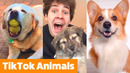Adorable TikTok Pets | Funny Pet Videos