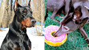 Who Wins: Greyhound VS Doberman