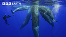 The Fascinating World Of Whales | BBC Earth