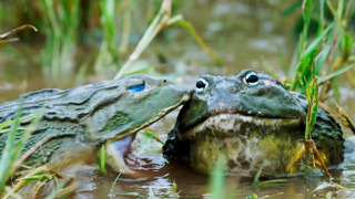 Absolute froggy carnage