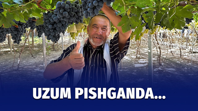 Oltiariqdagi uzumzordan reportaj