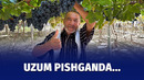 Oltiariqdagi uzumzordan reportaj