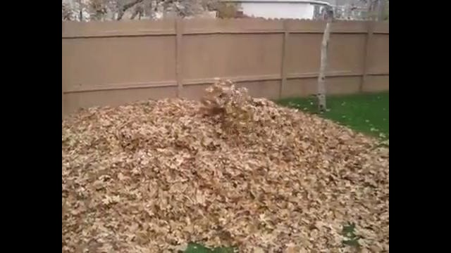 Хаски бесится в осенних листьях