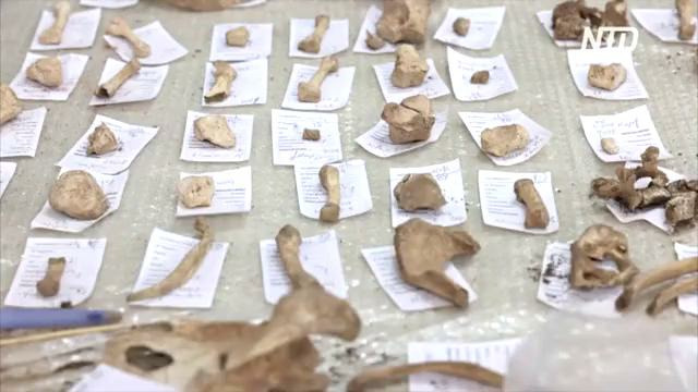 Загадка могилы с шестью телами: археологи на Гран-Канарии пытаются найти ответ