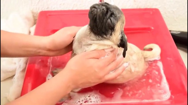 Щенок мопса принимает первую в жизни ванну