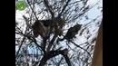 Собака залезла за кошкой на дерево