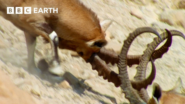 Nubian Ibex Fight for Females | Earth’s Great Seasons | BBC Earth