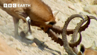 Nubian Ibex Fight for Females | Earth’s Great Seasons | BBC Earth