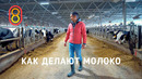Как делают МОЛОКО — обзор