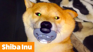 Cutest Shiba Inu Bloopers & Reactions | Funny Pet Videos