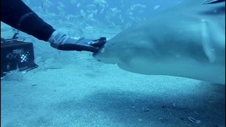 Бесстрашный дайвер кормит акул мясом